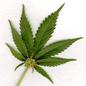 PA DUI Drugs Marijuana