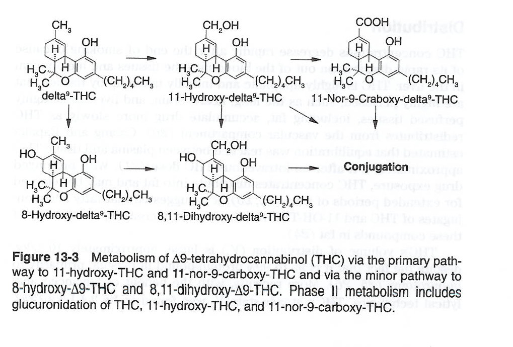 metabolism of THC