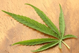 Cannabis_sativa_leaf_Dorsal_aspect_2012_01_23_0830